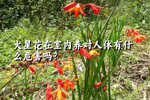 火星花在室内养对人体有什么危害吗？