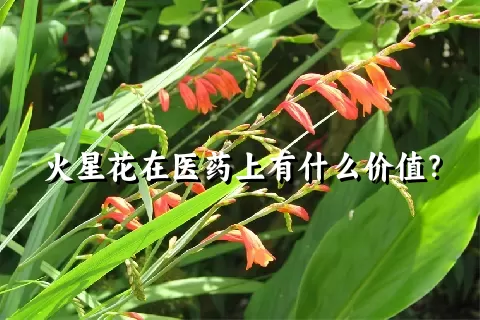 火星花在医药上有什么价值？