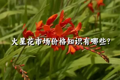 火星花市场价格知识有哪些？