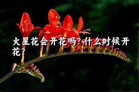 火星花会开花吗？什么时候开花？