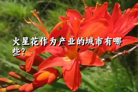 火星花作为产业的城市有哪些？