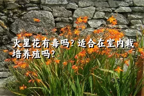 火星花有毒吗？适合在室内栽培养殖吗？