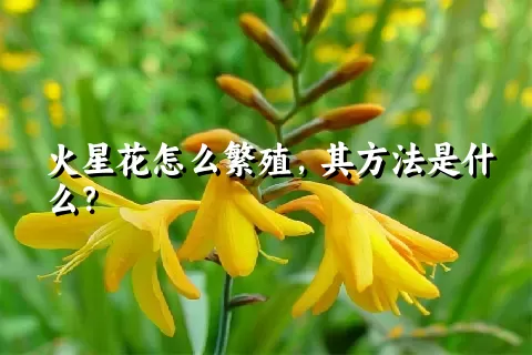 火星花怎么繁殖，其方法是什么？