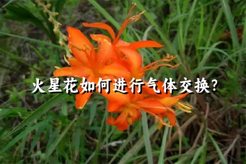 火星花如何进行气体交换？