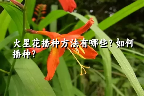 火星花播种方法有哪些？如何播种？