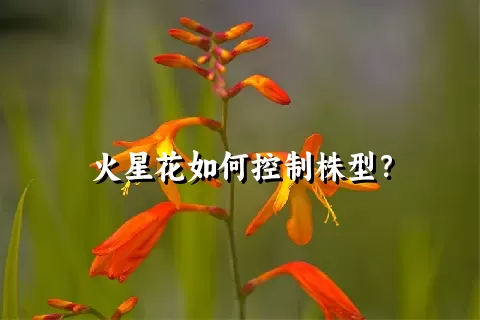 火星花如何控制株型？