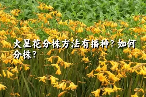 火星花分株方法有播种？如何分株？