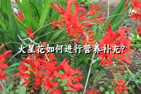 火星花如何进行营养补充？