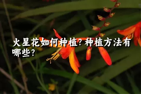 火星花如何种植？种植方法有哪些？