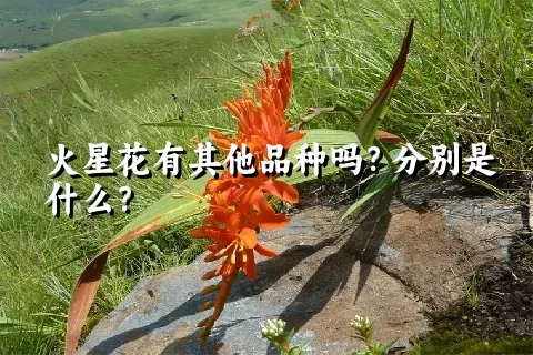 火星花有其他品种吗？分别是什么？