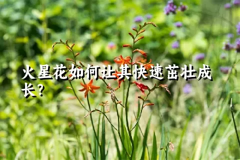 火星花如何让其快速茁壮成长？