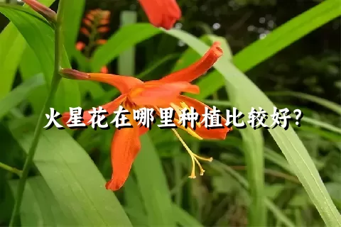 火星花在哪里种植比较好？