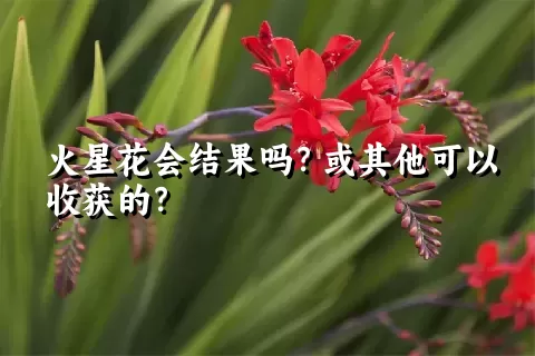 火星花会结果吗？或其他可以收获的？