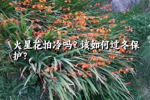 火星花怕冷吗？该如何过冬保护？