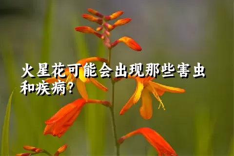 火星花可能会出现那些害虫和疾病？