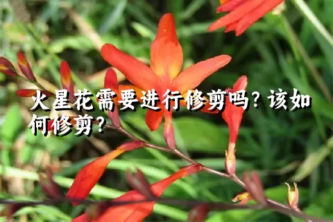 火星花需要进行修剪吗？该如何修剪？