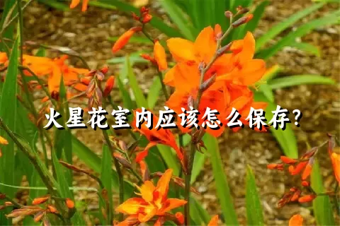 火星花室内应该怎么保存？