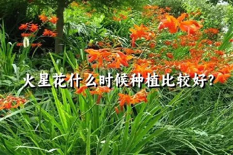 火星花什么时候种植比较好？