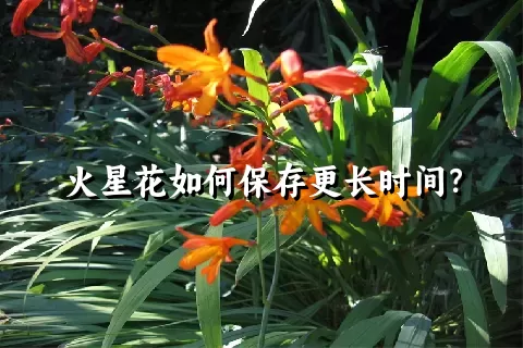 火星花如何保存更长时间？