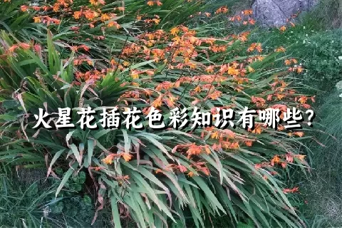 火星花插花色彩知识有哪些？