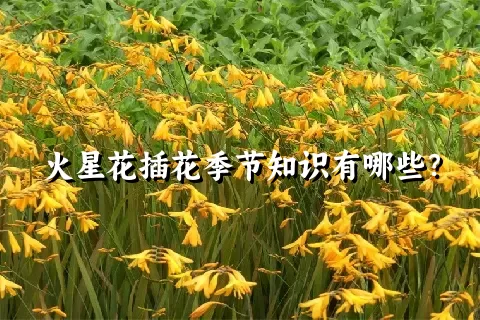 火星花插花季节知识有哪些？