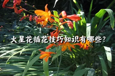 火星花插花技巧知识有哪些？