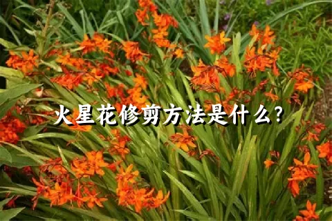 火星花修剪方法是什么？