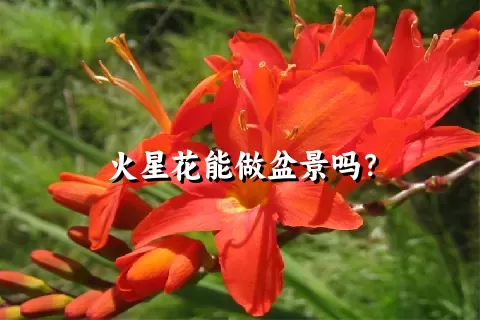 火星花能做盆景吗？