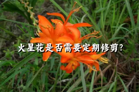 火星花是否需要定期修剪？