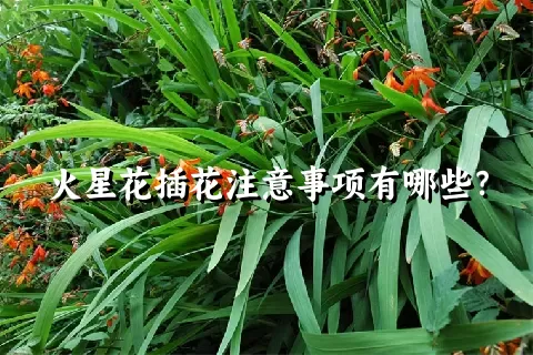 火星花插花注意事项有哪些？