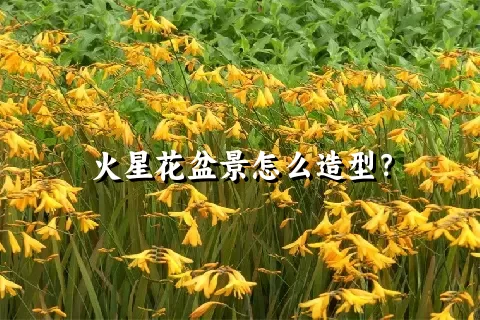 火星花盆景怎么造型？