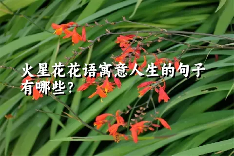 火星花花语寓意人生的句子有哪些？