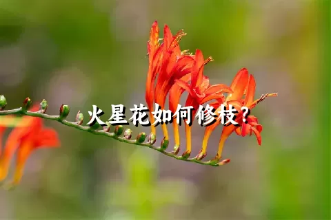 火星花如何修枝？