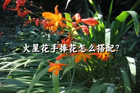 火星花手捧花怎么搭配？