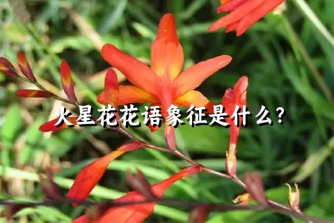 火星花花语象征是什么？