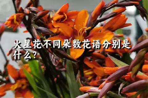 火星花不同朵数花语分别是什么？