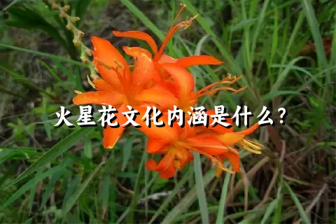 火星花文化内涵是什么？