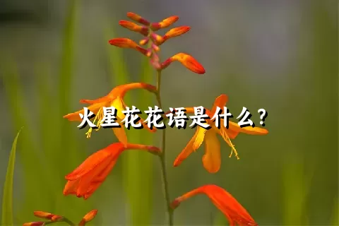 火星花花语是什么？