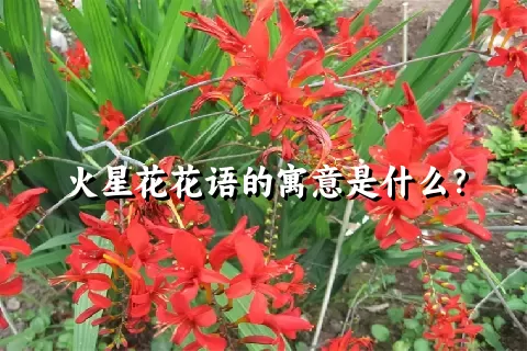 火星花花语的寓意是什么？