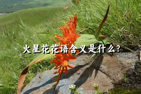 火星花花语含义是什么？