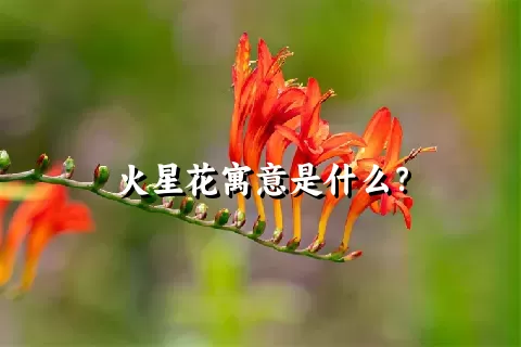 火星花寓意是什么？