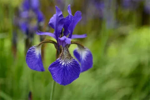 蓝色鸢尾花