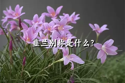 韭兰别称是什么？