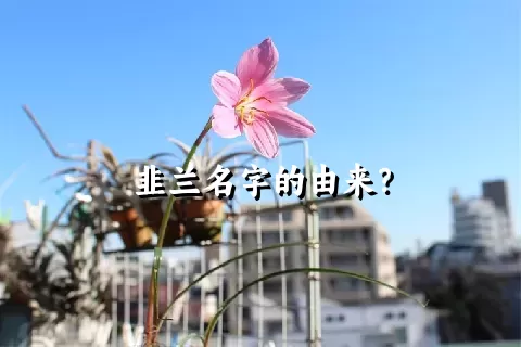 韭兰名字的由来？