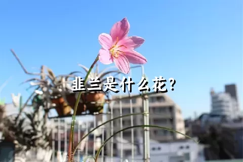 韭兰是什么花？