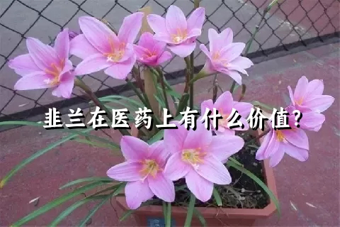 韭兰在医药上有什么价值？