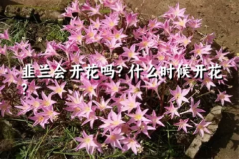 韭兰会开花吗？什么时候开花？