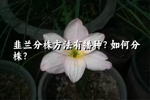 韭兰分株方法有播种？如何分株？