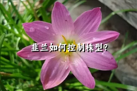 韭兰如何控制株型？