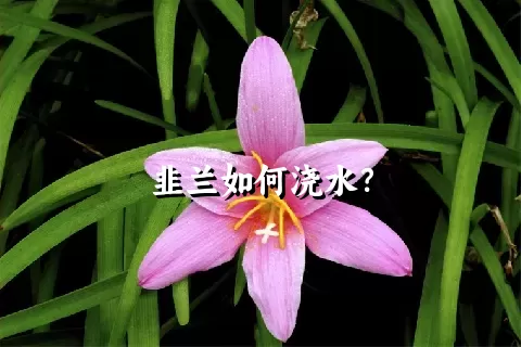 韭兰如何浇水？